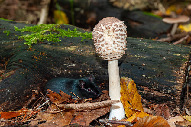 October in the woods - Free image #503177